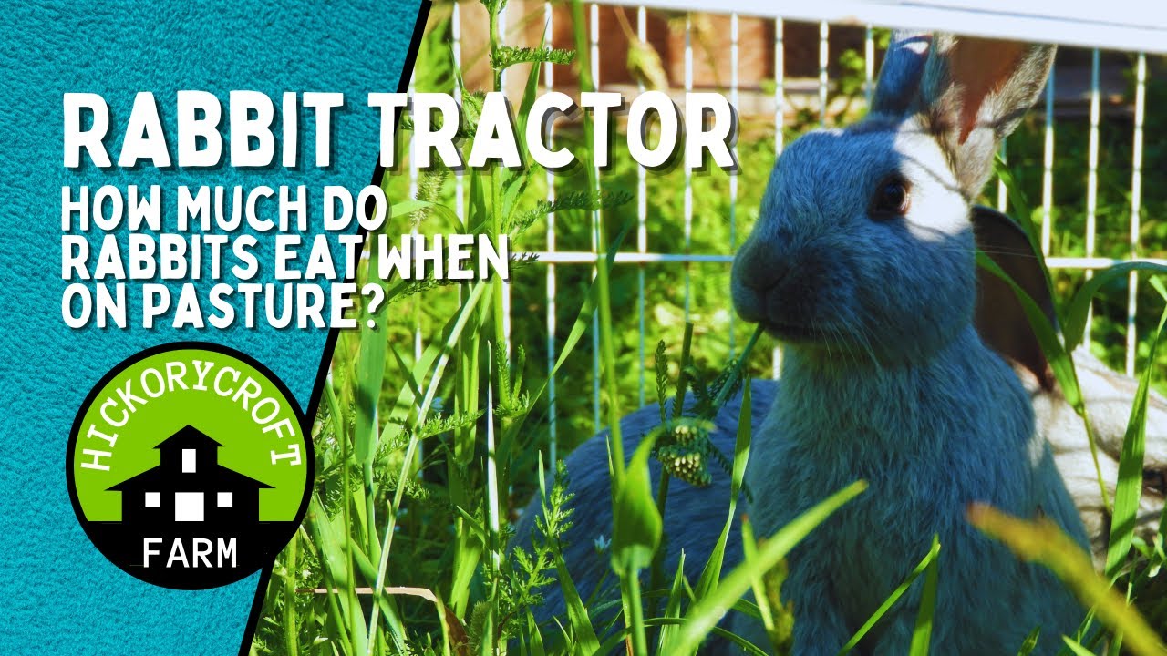 Rabbit Tractor | How Much Do Rabbits Eat When On Pasture