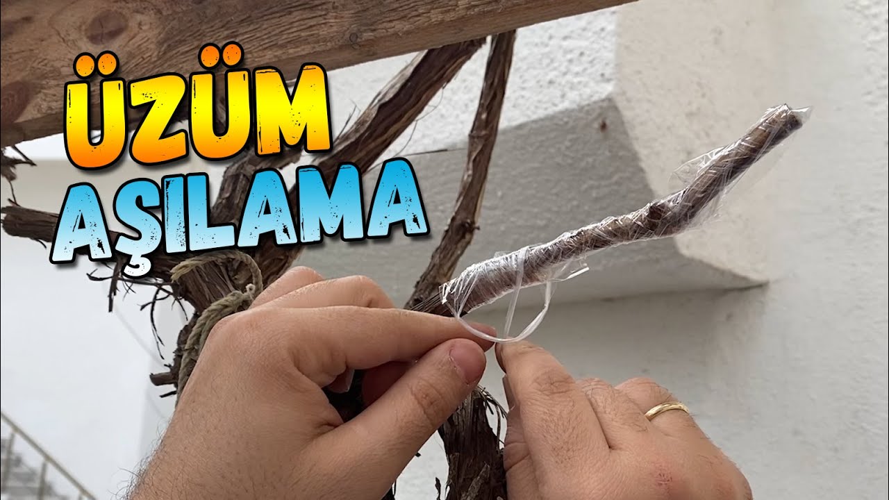 Asma Aşısı Nasıl Yapılır? &Uuml;z&uuml;m Aşısı