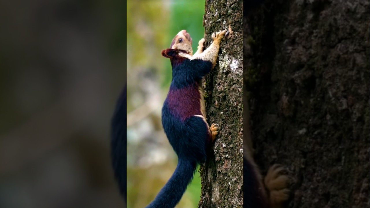 Giant Malabar Squirrel — The Colorful Acrobat of Indian Forests