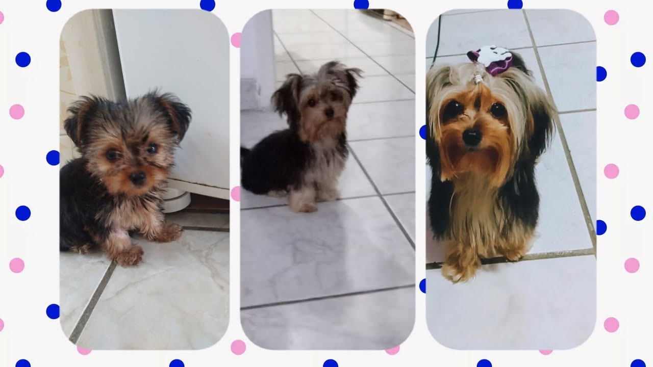 Filhote yorkshire dos 2 meses aos 9 meses!!