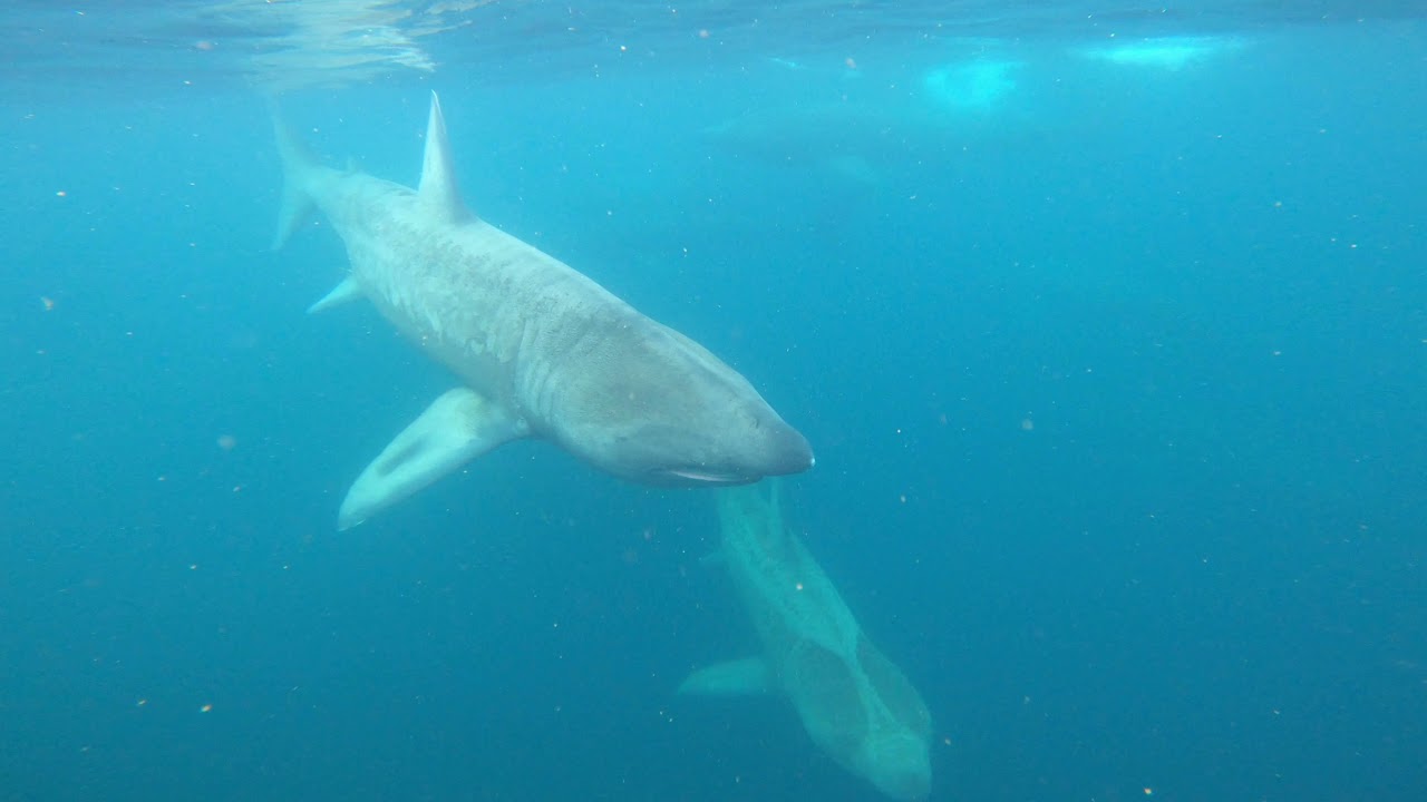 Scuba Diving Ireland Kilkee Diving