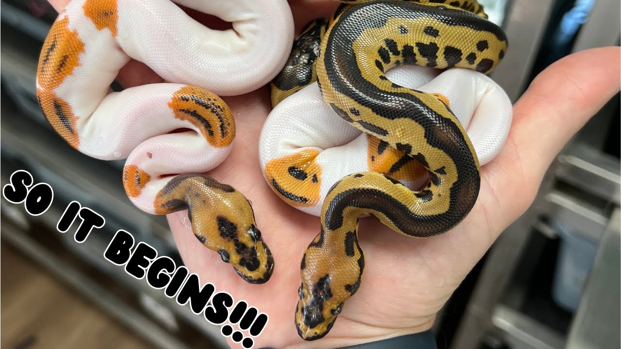Nothing Better Than Proving a Poss Het!!