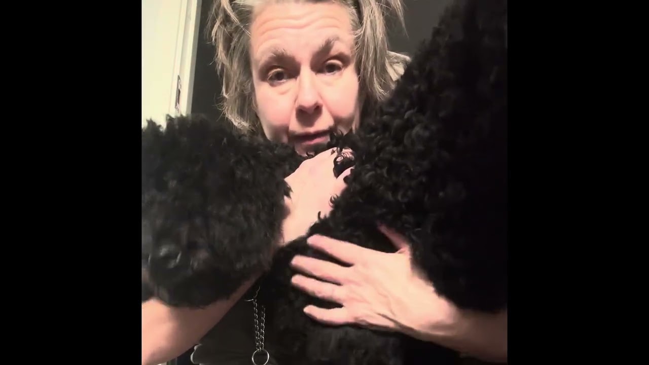 Doodel Nox är hos frisören #goldendoodle #hund #frisör 