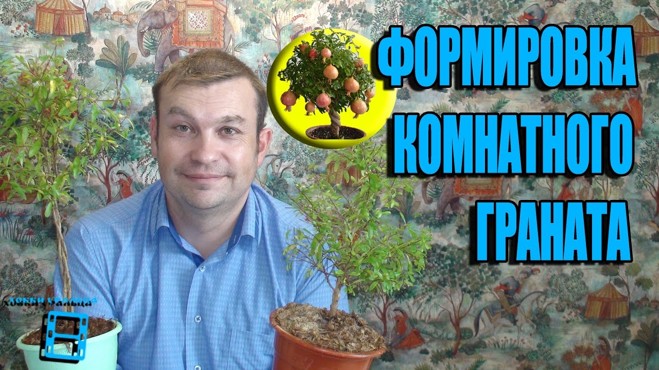 ФОРМИРОВКА КОМНАТНОГО ГРАНАТА. ОБРЕЗКА ГРАНАТА. ЭКЗОТИКА НА ПОДОКОННИКЕ🌴