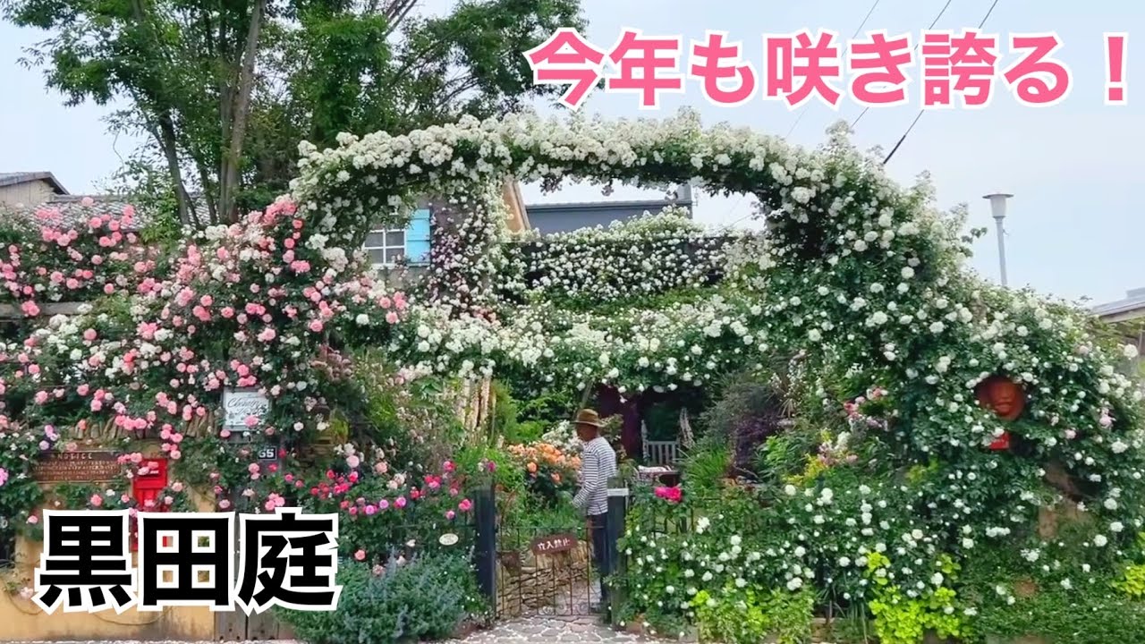 【満開！！！】じいじと楽しむ黒田庭2025 Kuroda's Residence