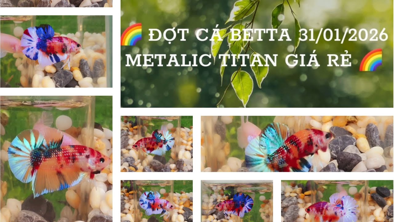BETTA VIP METALIC TITAN 40K-80K (31/01/2026) Nemo Metalic  , ĐẶT BIỆT MÁI FULL MÀU  ,0969.666.550