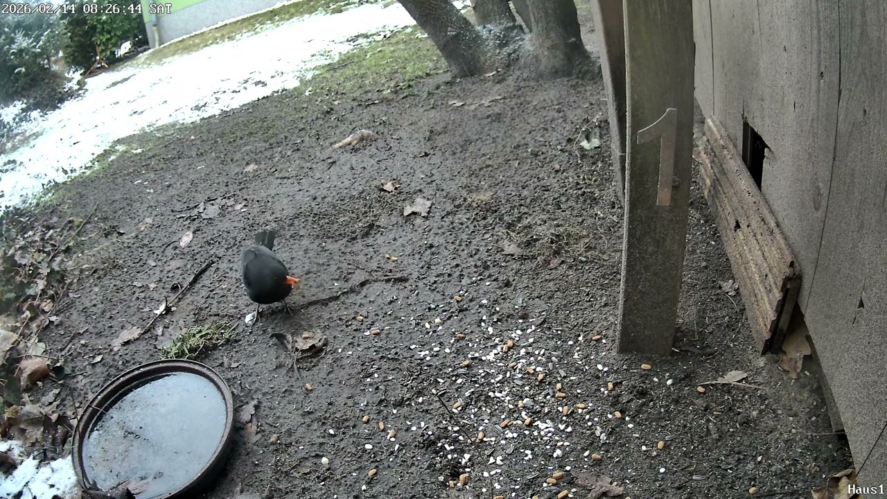 Rotkehlchen, Amsel und Elster am Haus1