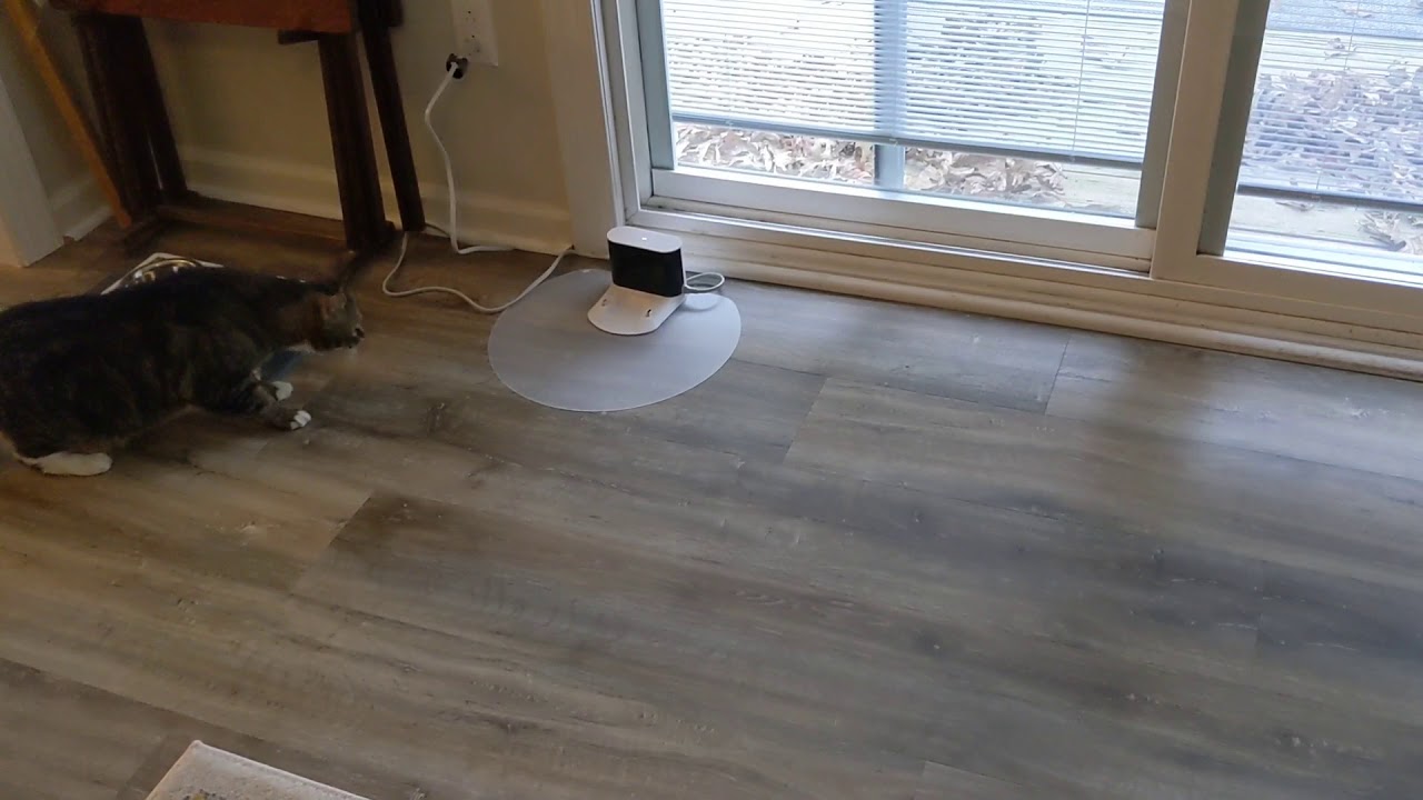 cat meets robot