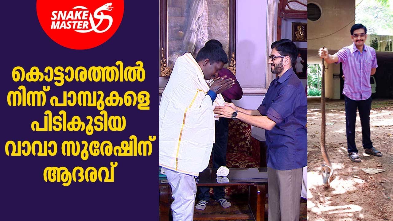 വാവയുടെ മുന്നിൽ വലിയ മൂർഖനെ പിടിച്ച തമ്പുരാൻ... | Snakemaster EP 746