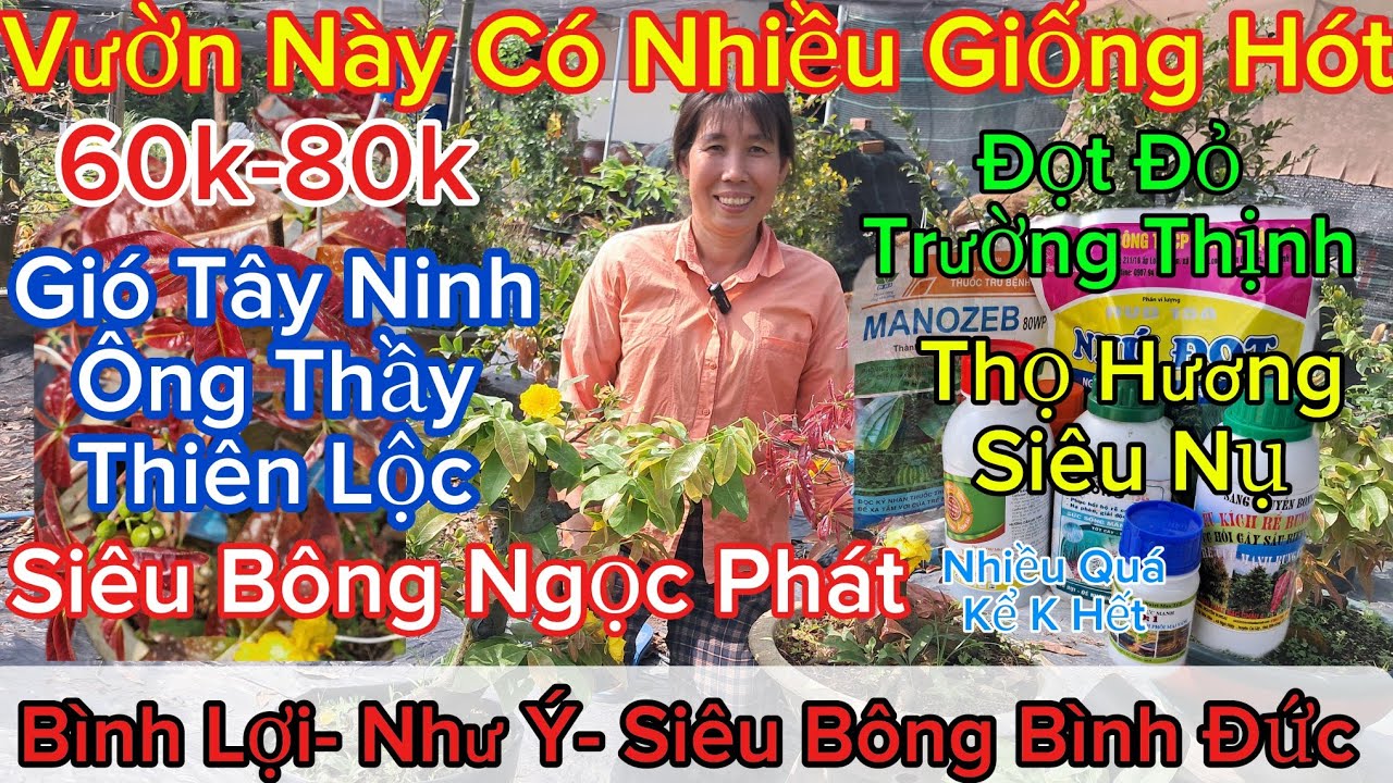🍀6/3☎️0966603619☎️🌲Mai Vàng Giá Rẻ🌲Mai Giống Các Loại Chỉ 60k Toàn Giống Hot🌲Phân Thuốc Chăm Cây..🌲