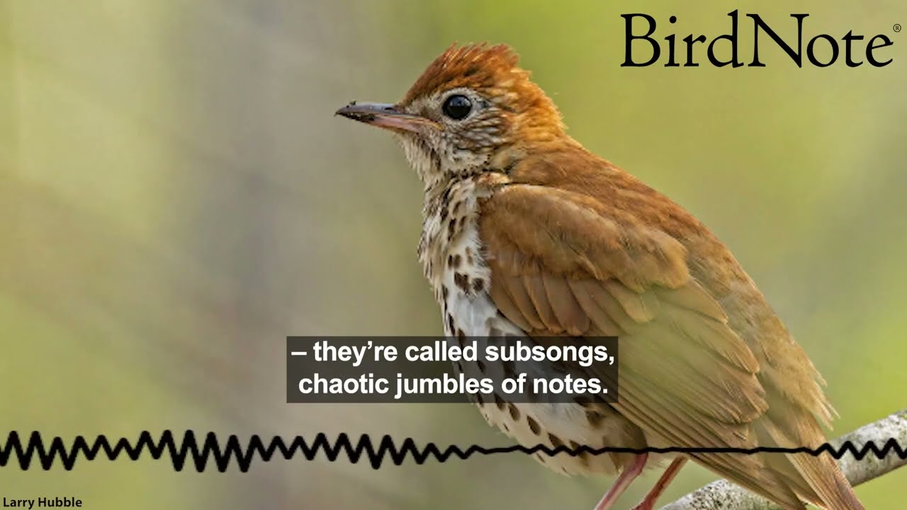 BirdNote Helps You Get to Know Your Neighborhood