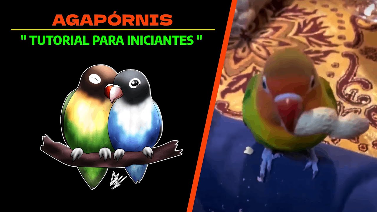Agapórnis 🐦 | Tutorial para iniciantes.