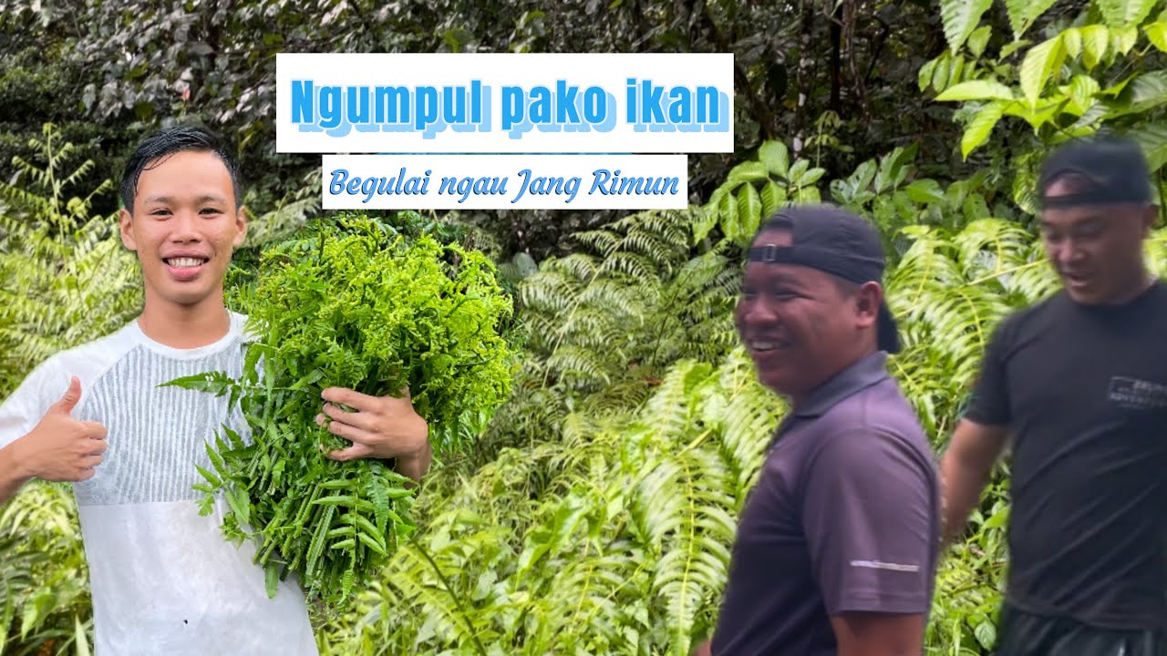 Ka ngabas Kepayang Labuh TANG ngerembang Madang Pako // Special Host Jang Rimun