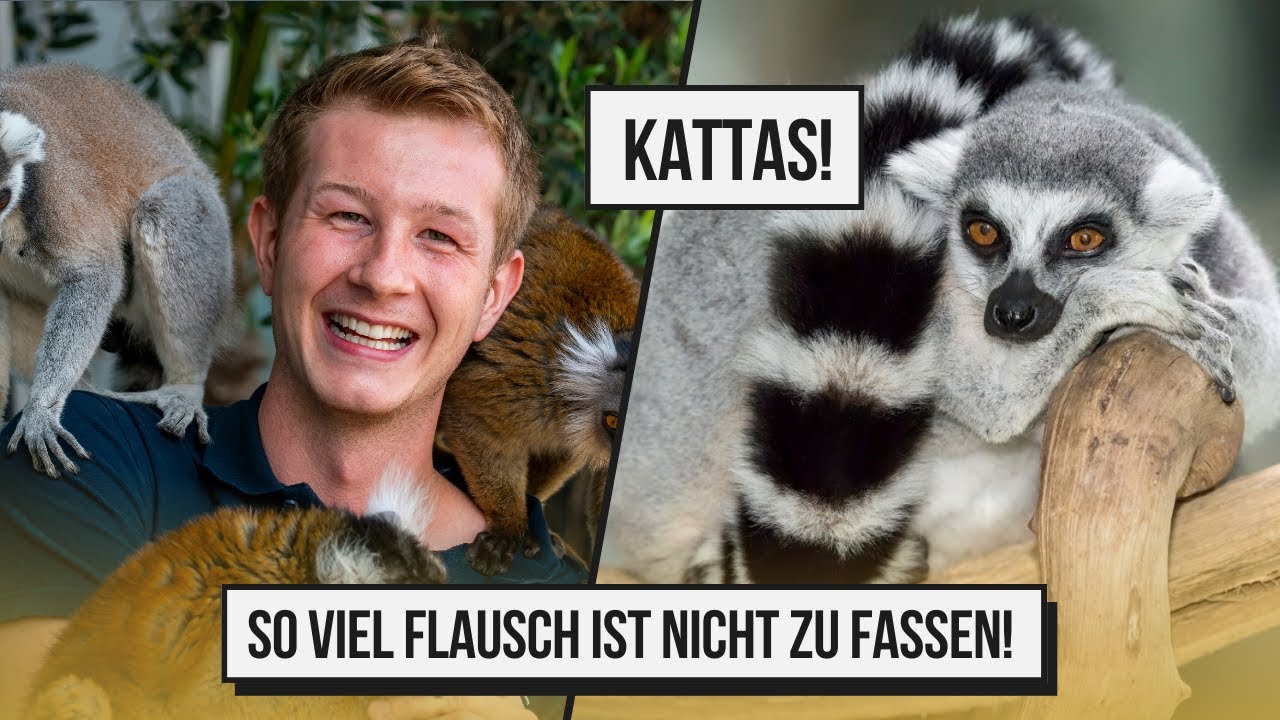 Zu Besuch bei unseren KATTAS auf der Terrasse!