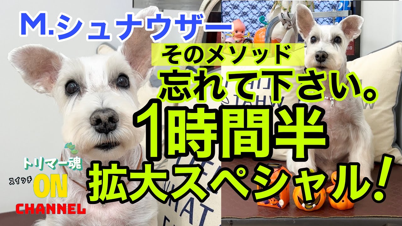 軟毛シュナウザー トリミングのコツ！拡大スペシャル！#トリマー #トリミング #miniatureschnauzer #ミニチュアシュナウザー