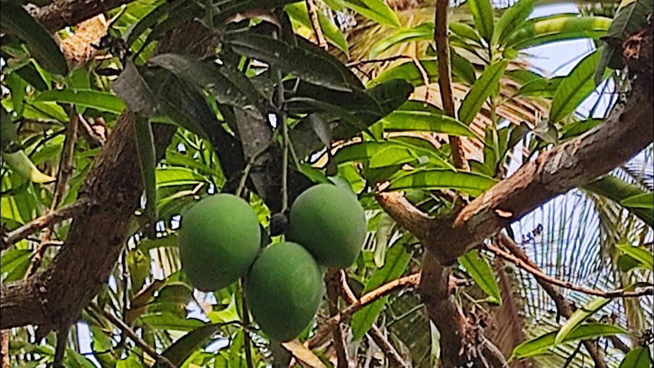 നല്ല നീലൻ മാങ്ങ വേണോ 😋