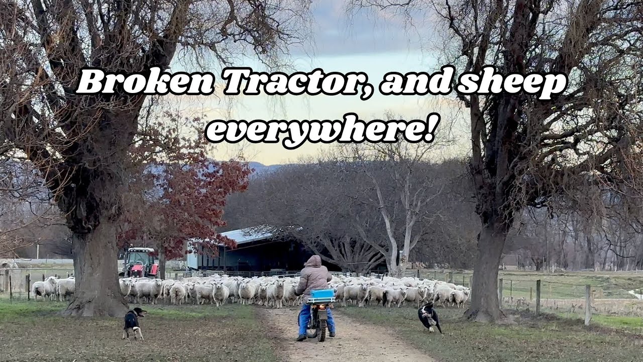 Fixing the Broken Bale Feeder & Yarding Up the Lambs 🛠🐑 | A Day on the Farm