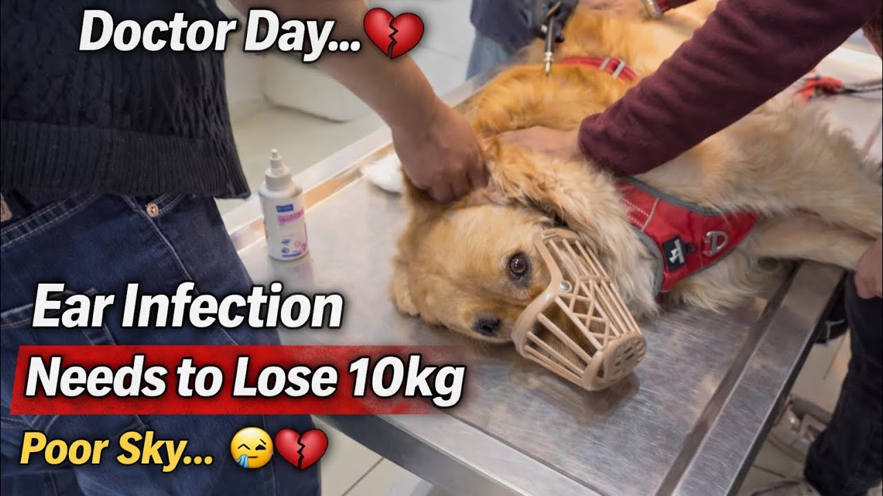 Sky’s Painful Day 😔| It Broke My Heart… 🐶💔