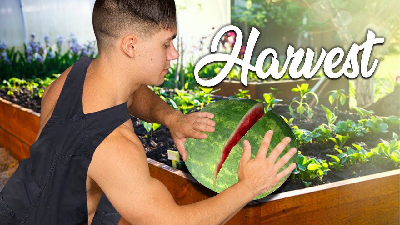 Harvesting my crops