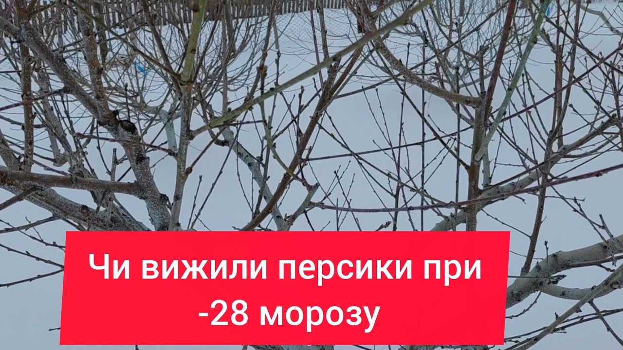 Вимерзли персики,чи ні.Перевіряю.