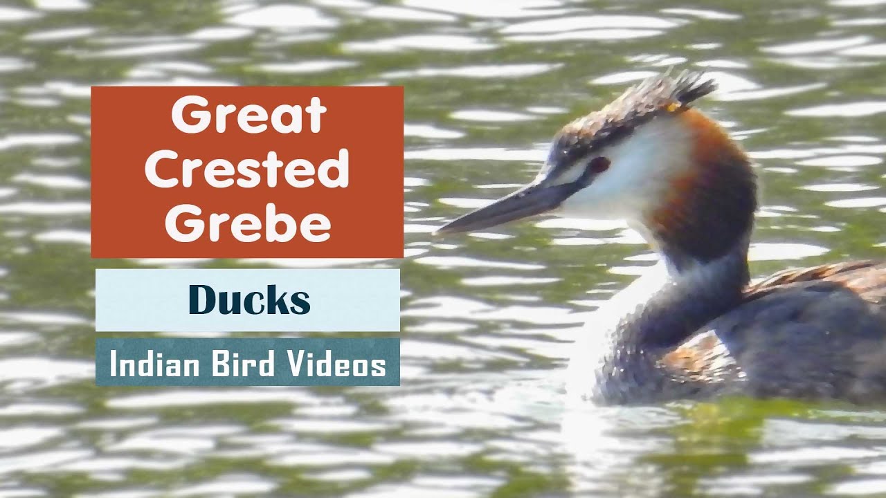 The Great Crested Grebe (Podiceps cristatus)