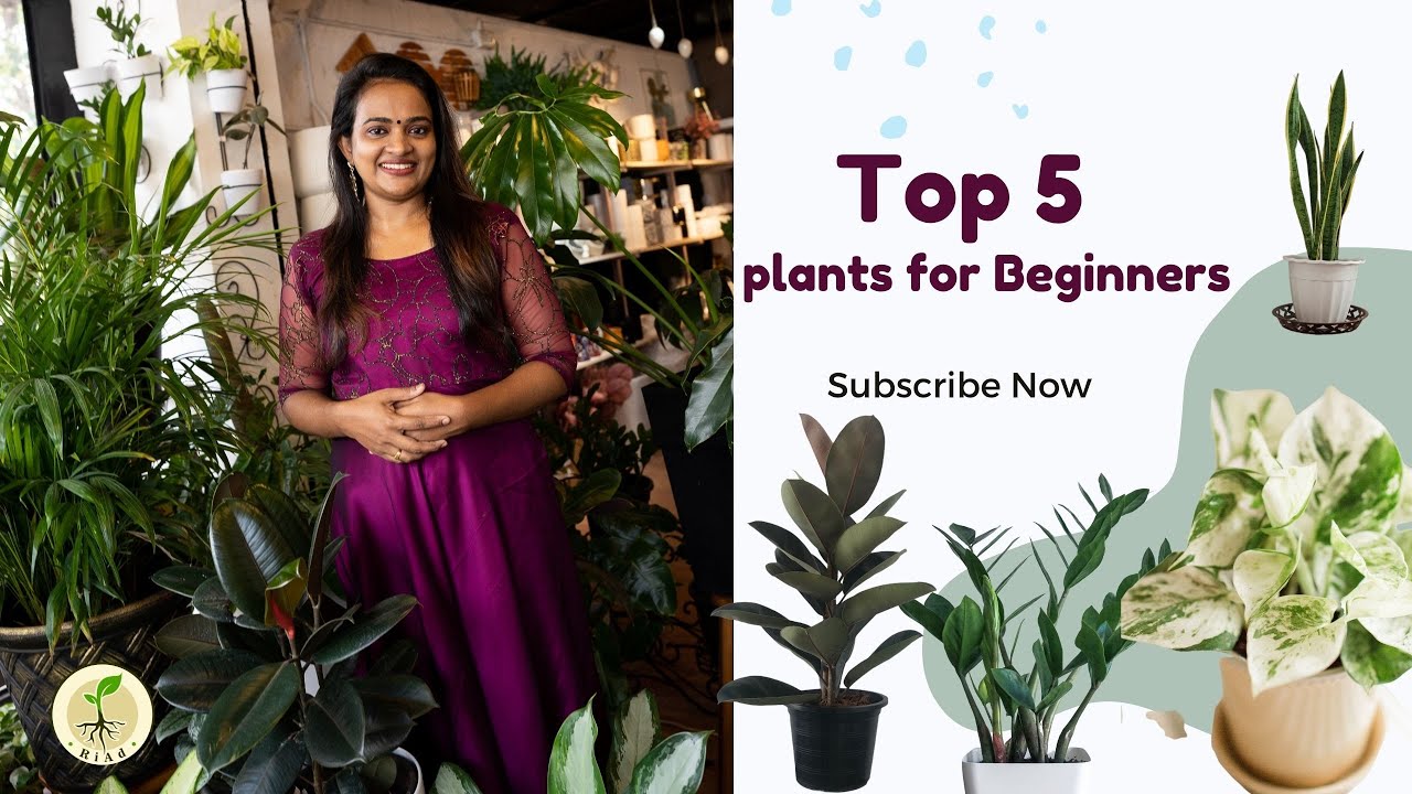Top 5 indoor plants for beginners in malayalam|indoor plants |malayalam|hard to kill plants