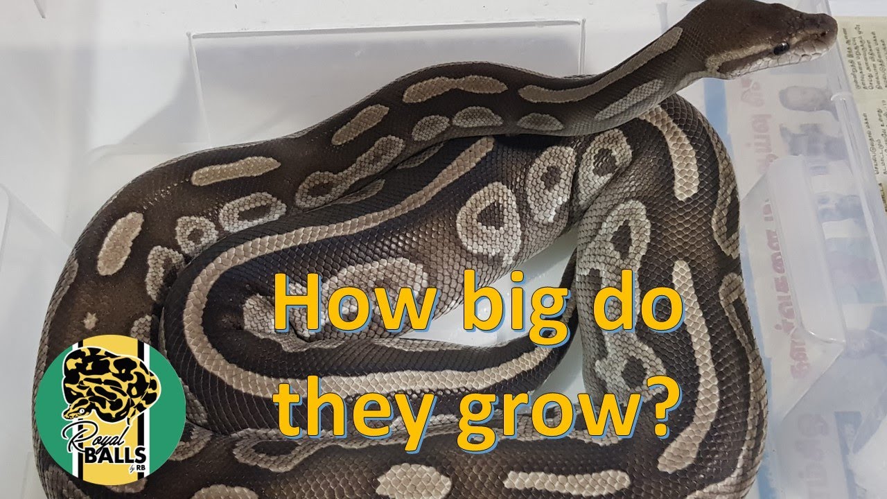 Breeding Ball Pythons; How big do they get?
