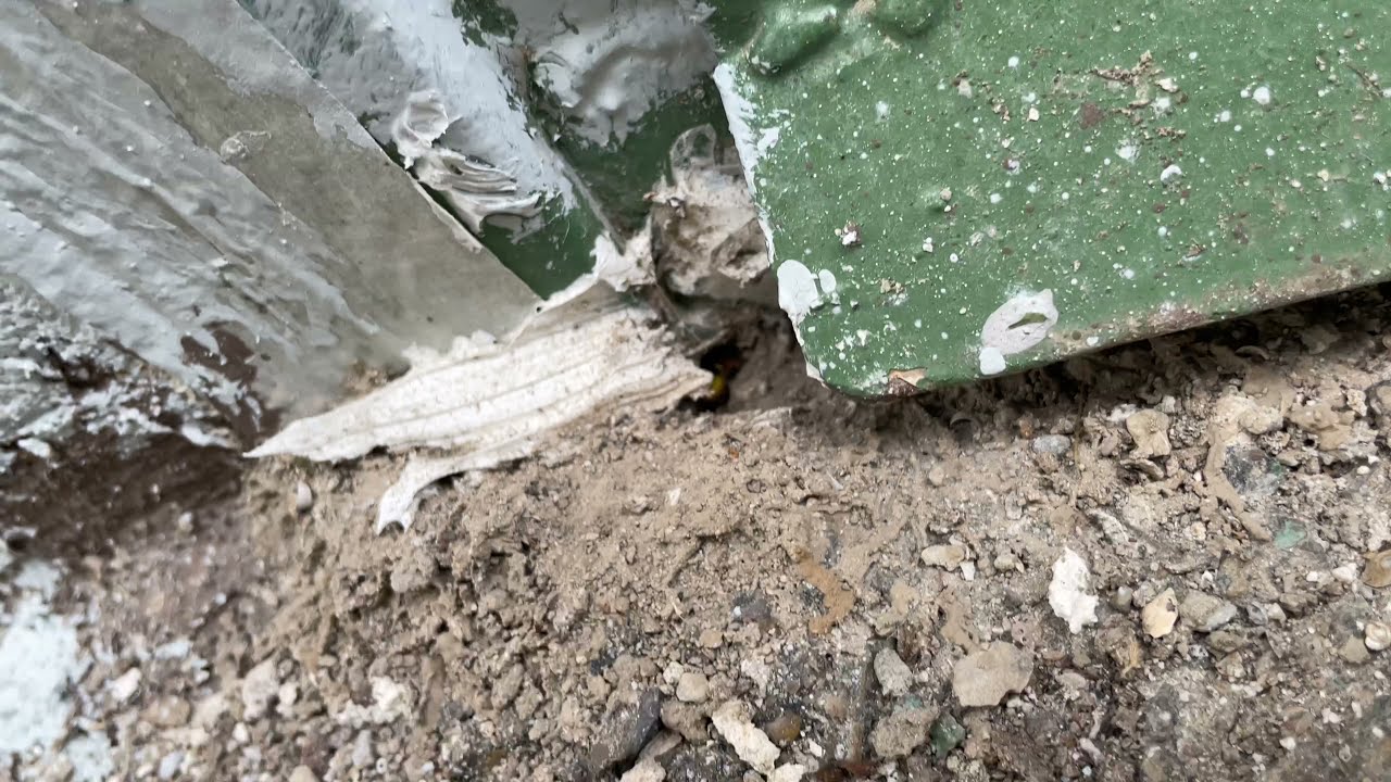 Guêpes germaniques, ne bouchez pas l’entrée !!!