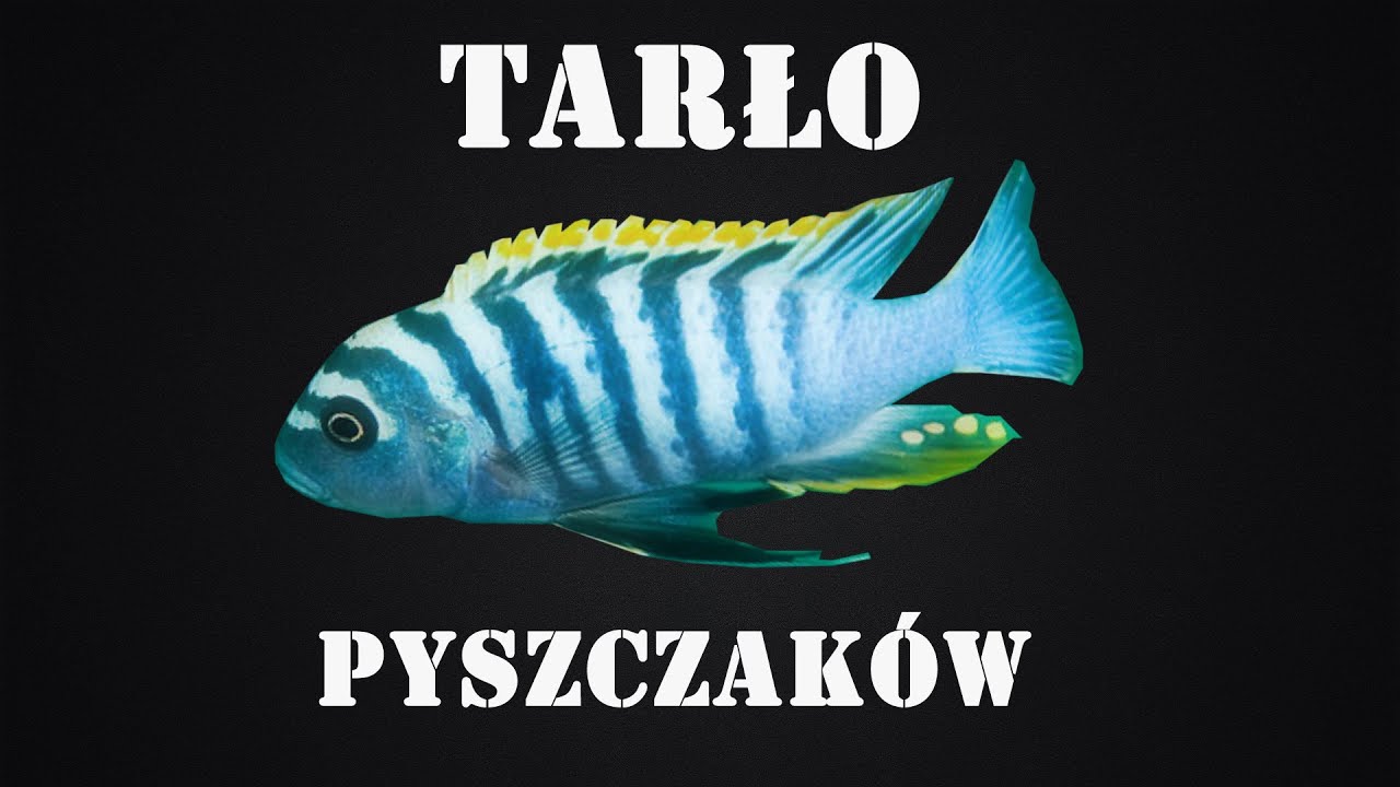 Tarło pyszczaków - wyszukane strategie rozrodcze pielęgnic afrykańskich w akwarium