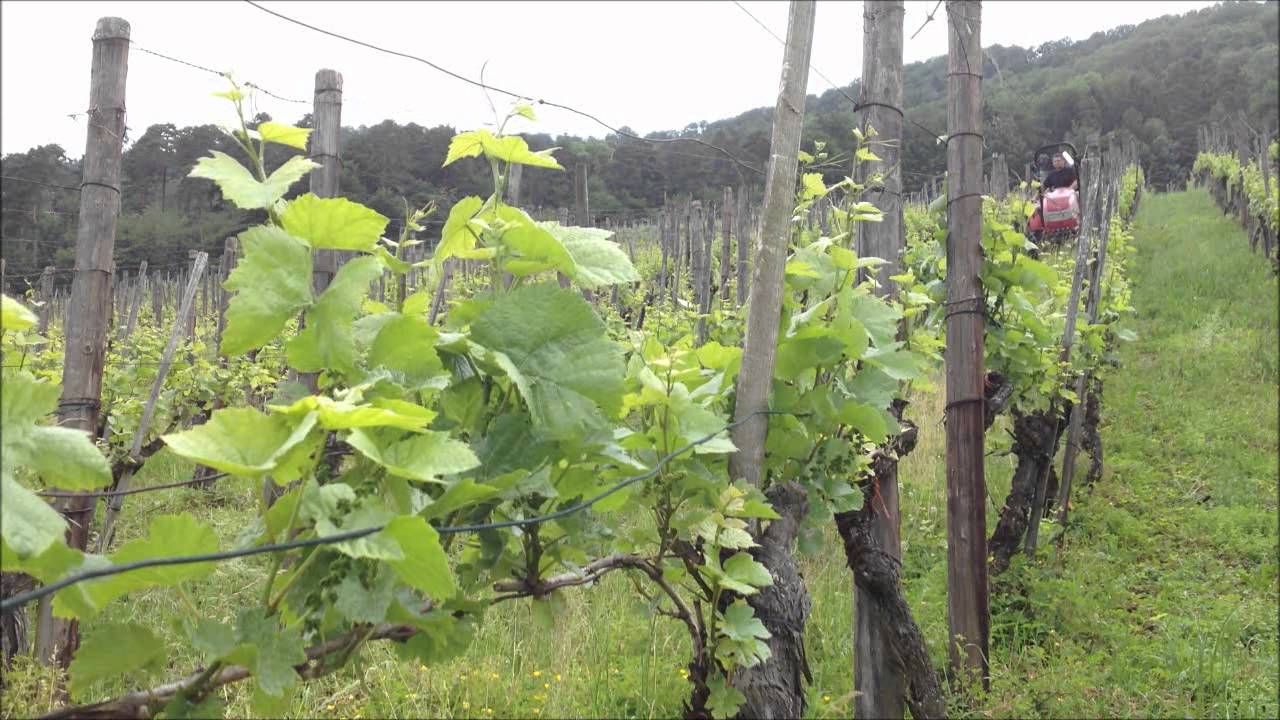 Mulchen 2012