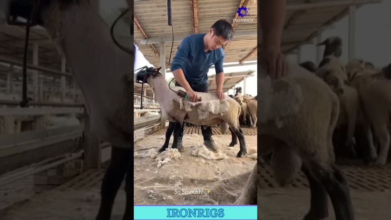 This is The Most SATISFYING Haircut Ever! 🐑 Watch The Wool Peel Off In One GIANT Piece! 