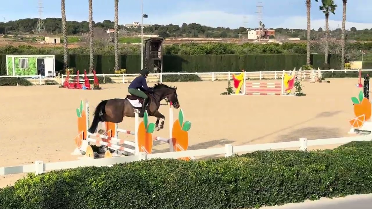 Rocky go 5yo’s Spain