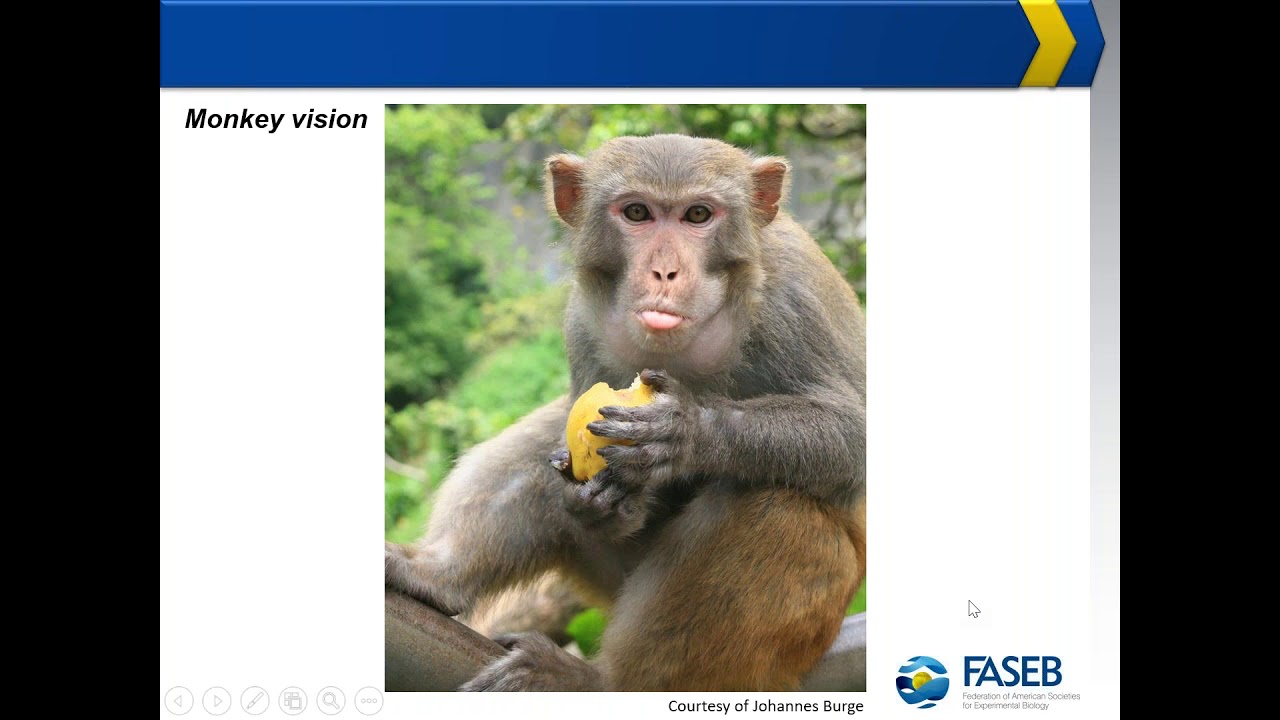 Why Do We Study Nonhuman Primates, and How is This Research Regulated