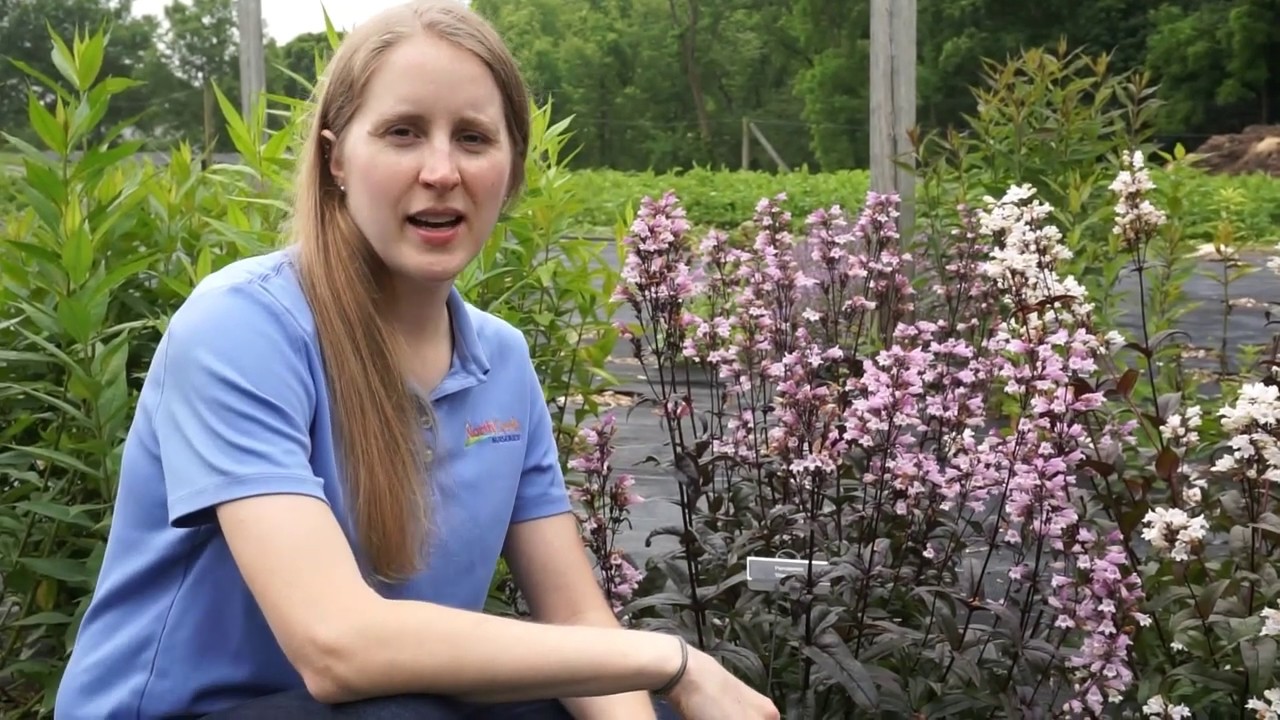 Welcome Penstemon 'Blackbeard'