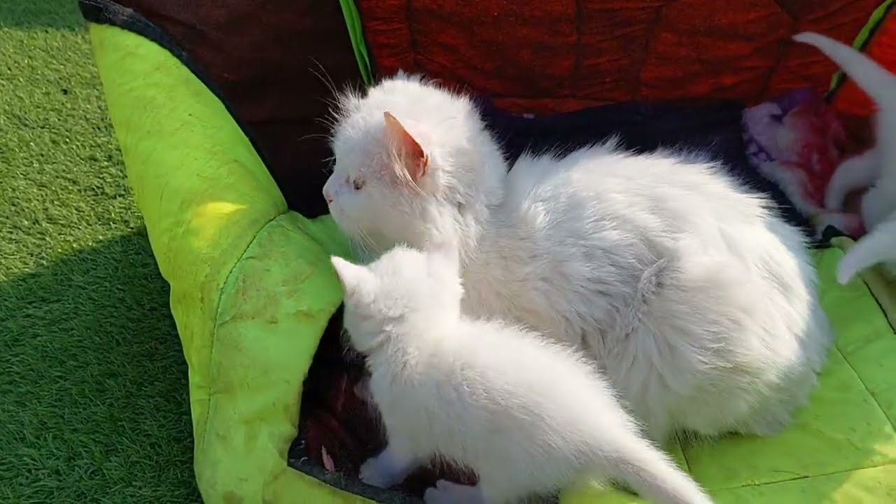 Mother Cat Wants To Be Free From Her Duty She's Exhausted 