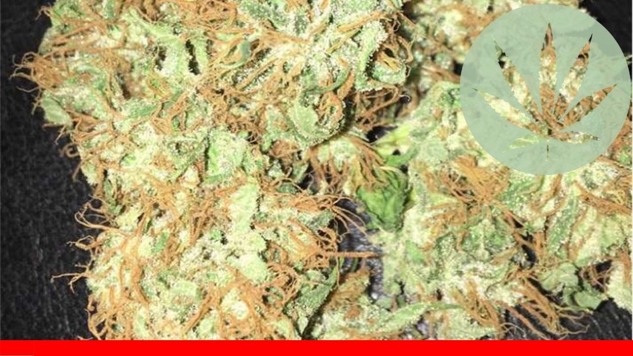 Ripped Bubba - All About This Strain