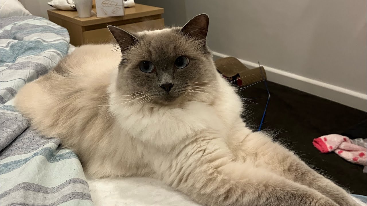 Ragdoll's murder side eye