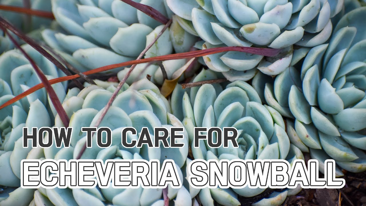 BEST TIPS | HOW TO CARE FOR ECHEVERIA ELEGANS MEXICAN SNOWBALL | ECHEVERIA ELEGANS CAREGUIDE