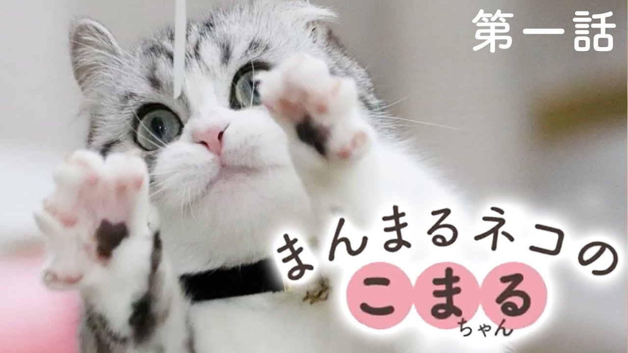 【こまるちゃん日記】第1話 まんまる猫発見！の巻【PECO】