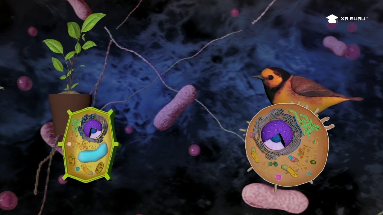 What Is an Endomembrane System? | Traversing the Endomembrane System with Extended Reality | XR Guru