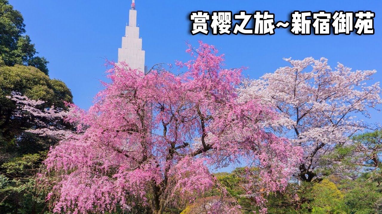 东京赏樱必打卡之地～新宿御苑，最早樱花盛开的地方，美得让人窒息【行走世界的北京老刘】