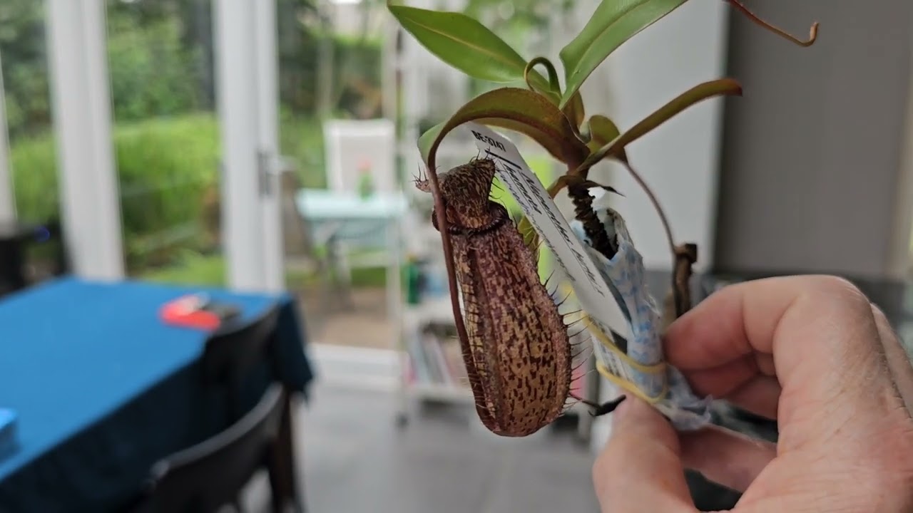 Paphs and nepenthes import from Borneo exotics