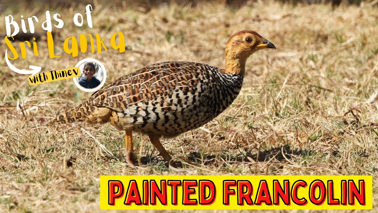 PAINTED FRANCOLIN | Birds of Sri Lanka with Thinev | Painted Partridge