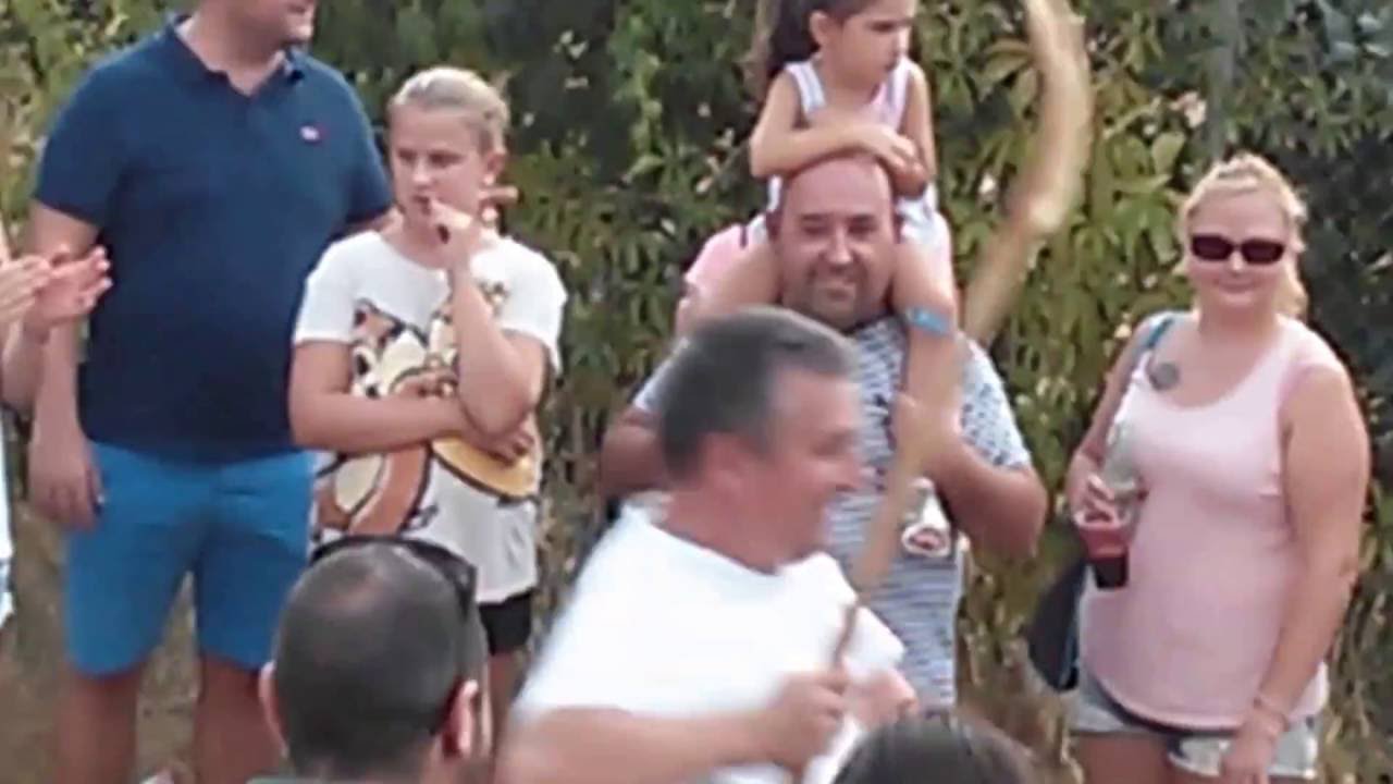 Cimballa - Carrera Pollos 2016