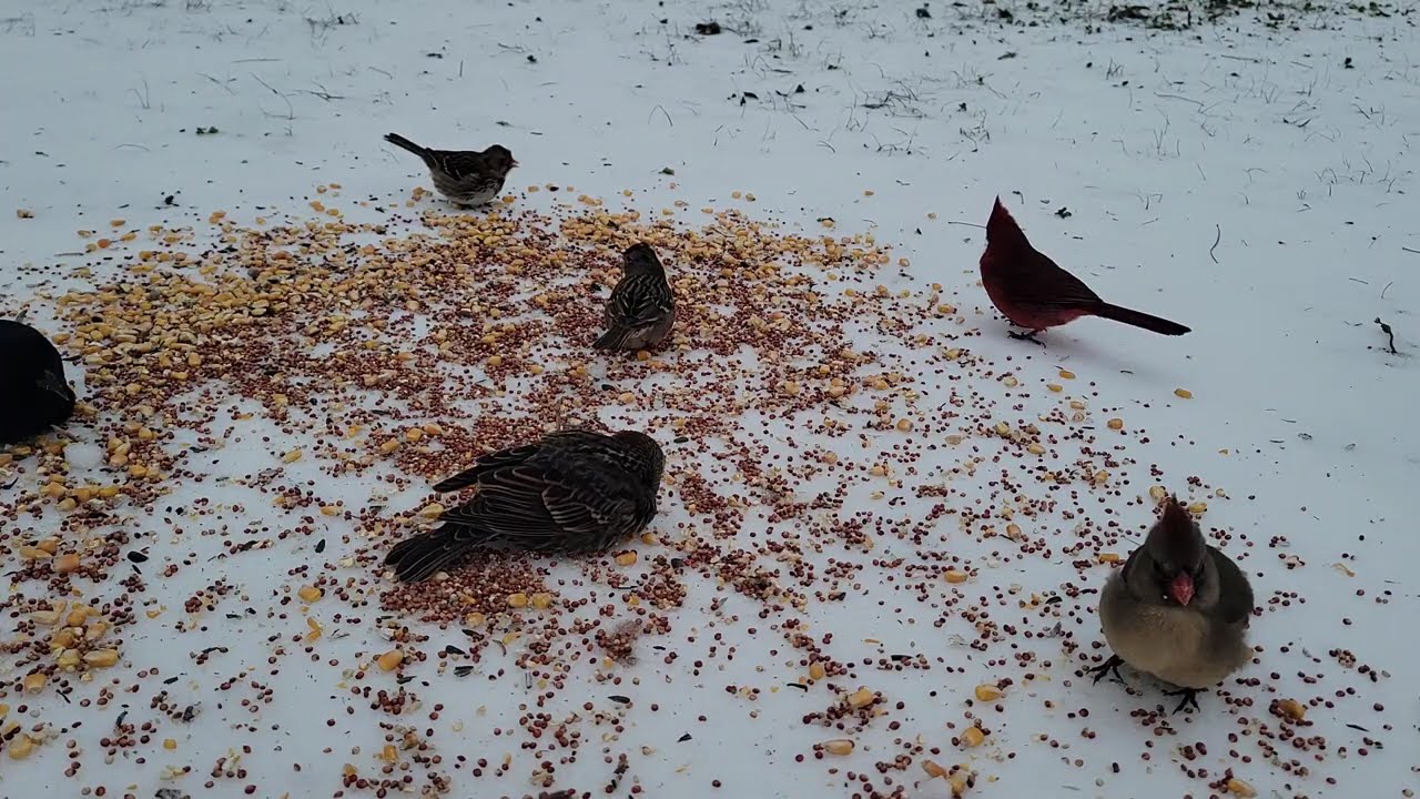 Feeding birds on the top of the ice.@Vivi Mon Vlogs 