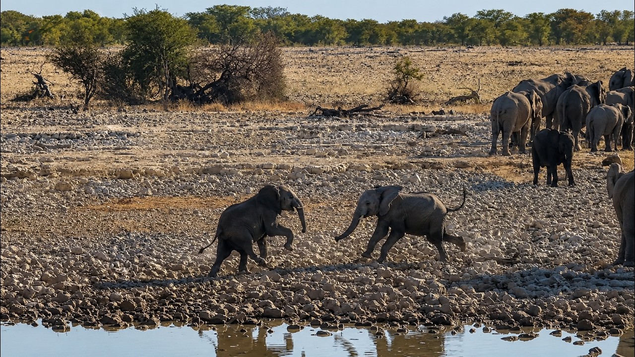 Two Young Elephant Bulls Start a Trumpeting Showdown! 🐘🐘