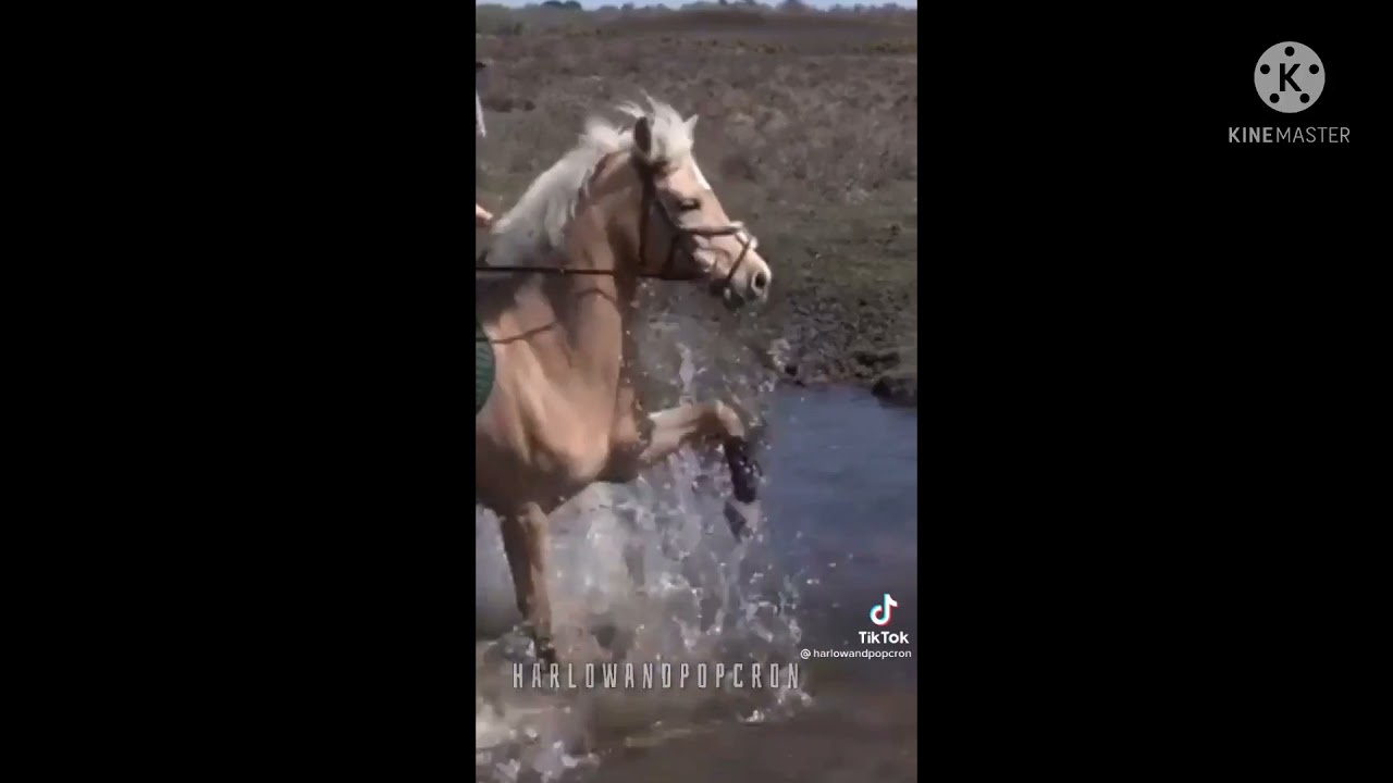 Harlow and Popcorn TikTok Complation/ equestrian TikToks #4
