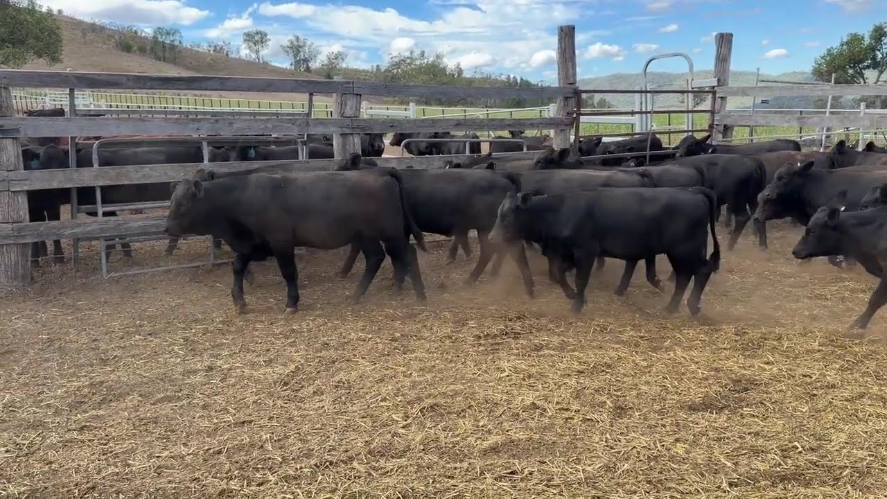 A/C CT & A HOUSTON WEANED ANGUS/ULTRABLACK  HEIFERS AVG 232KG BOOROOMOOKA BLOODLINE