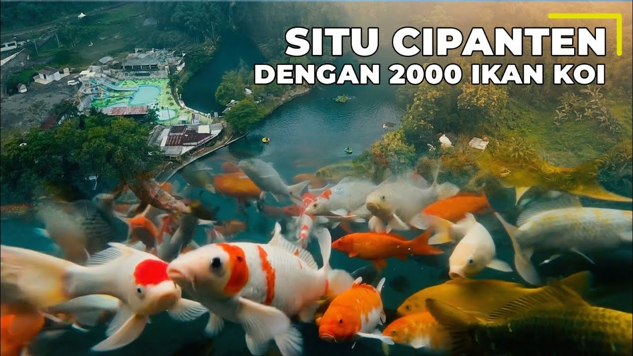 KABAR 2000 IKAN KOI DARI HARTONO SOEKWANTO..!!