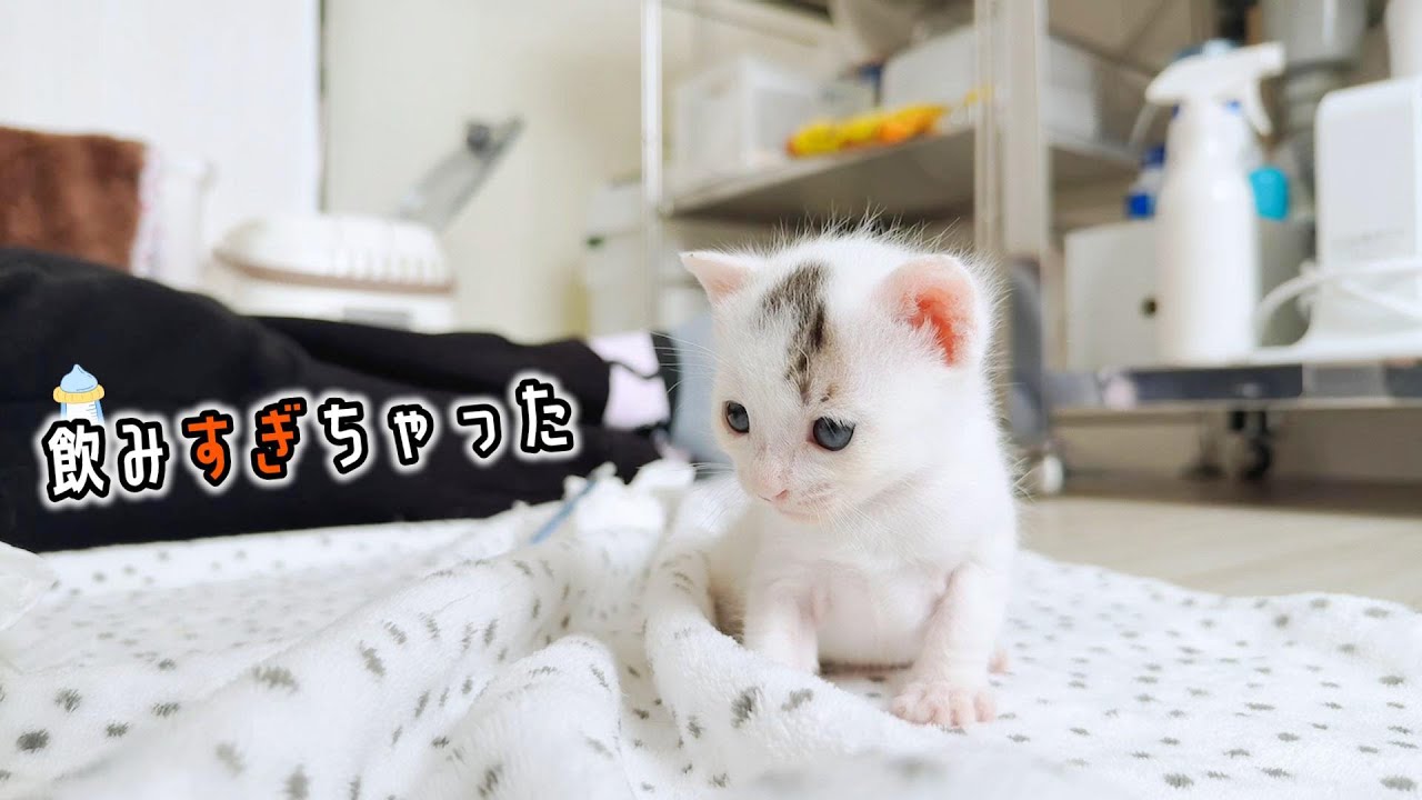 【子ねこ】寝落ち寸前までミルクを飲んで遊ぶ姿がかわいすぎる【保護猫生活7日目】